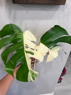 Monstera deliciosa albo white tiger cutting