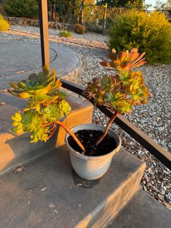 Aeonium Succulent Plant in Pot