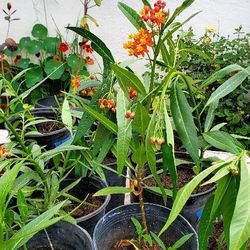 #7 Milkweed Butterflies garden Milkweed Attracts monarchs.  All  plants are propagated To prevent Toxicity  1 gal pot 