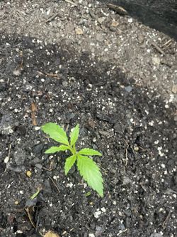 Granddaddy Pur 3 Week Plant 