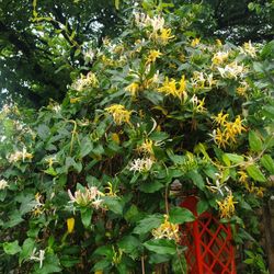 Honey Sucker Vine Plant