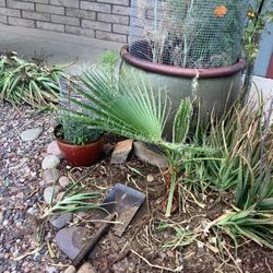 Palm Tree Plant Garden      Aloe  Plants   Palmera