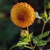 Dahlia