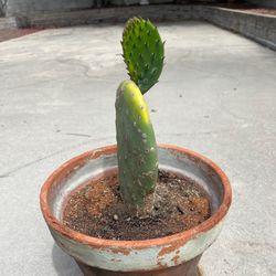 Cactus Plant 