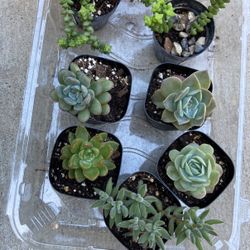 Succulent Plants