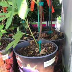 Little Miss Figgy Dwarf Fig Plant 1 Gallon Seft Pollinating