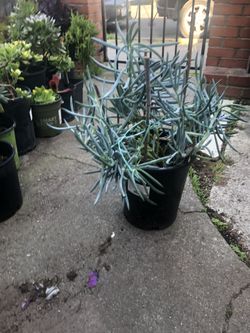Blue Chalksticks