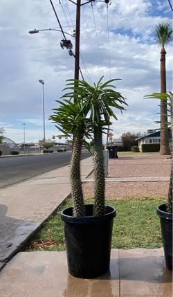 Madagascar Palm Tree