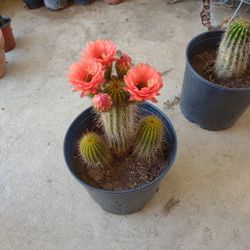 Cactus O Cardon Color Naranja