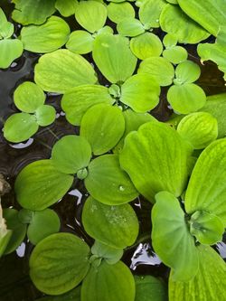 Plantas acuáticas (lechuga de agua)