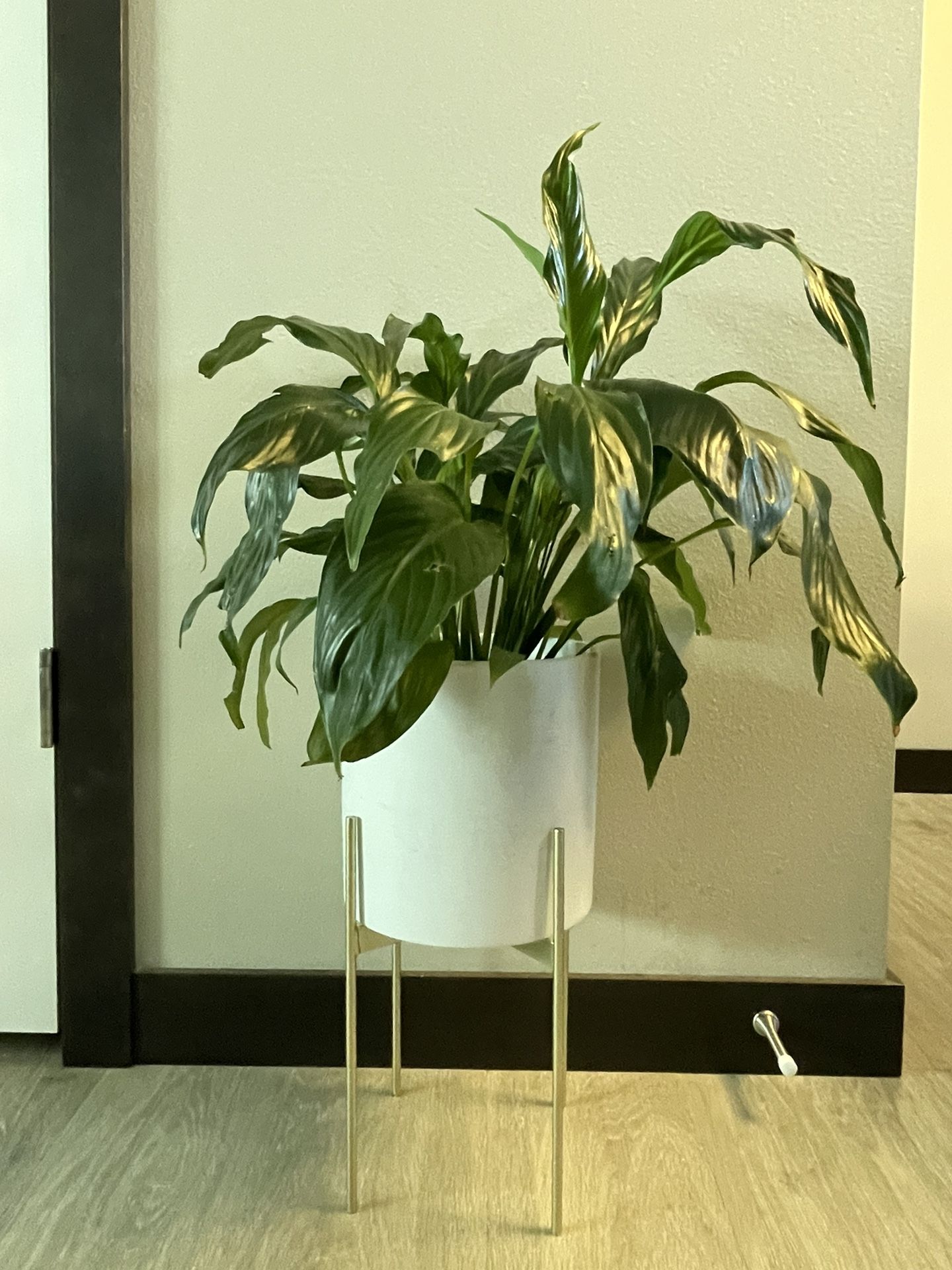 Peace Lily Plant & Pot With Stand