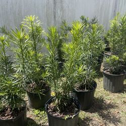 podocarpus 3 gallon $9 ready to deliver today 