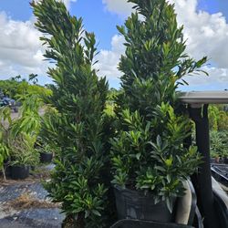 Japanese Blueberry cones all sizes  available 