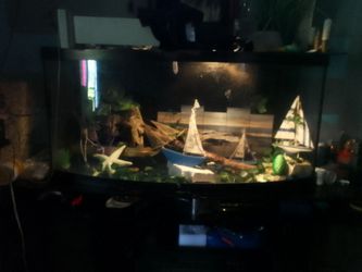 Fish/ reptile tank