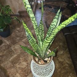 2ft 7in Tall Sansevieria Snake Plant In Ceramic Pot With Shells And Stones 