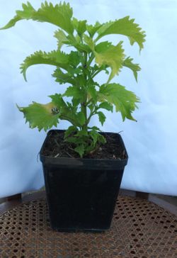 Capa de rey en liquidación a $7 cada una