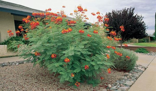 Mexican Bird of Paradise plant for Sale in El Paso, TX - OfferUp