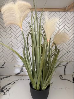 Plant