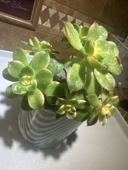 Sunburst Aeonium