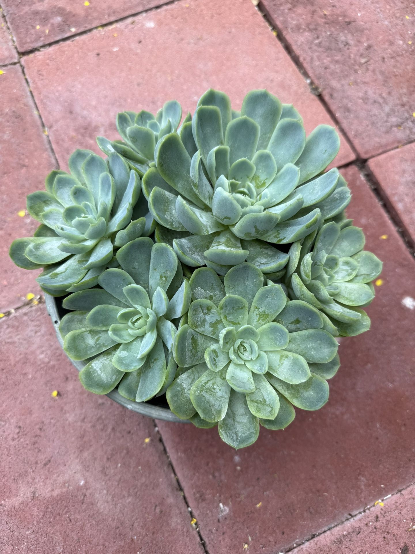 Mexican snow ball or Echeveria elegant