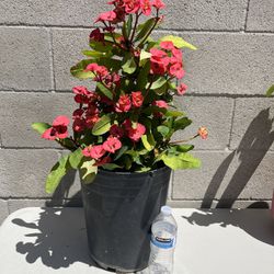 Crown Of Thorns Plant $40