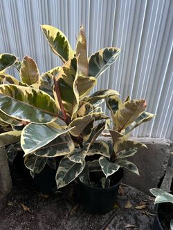 Ficus tineke in 3 gls pot. SPECIAL PRICE 🤩