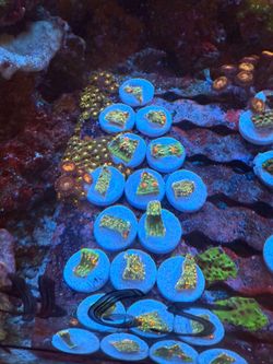 Fake Coral decoraciones