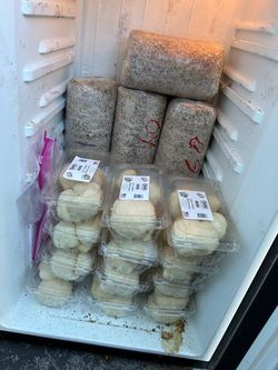 Easy 3-4lb Mushroom Grow Kit - Local Pickup in Seattle!