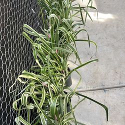 Variegated Queen’s Tears Bromeliad (Blooming).