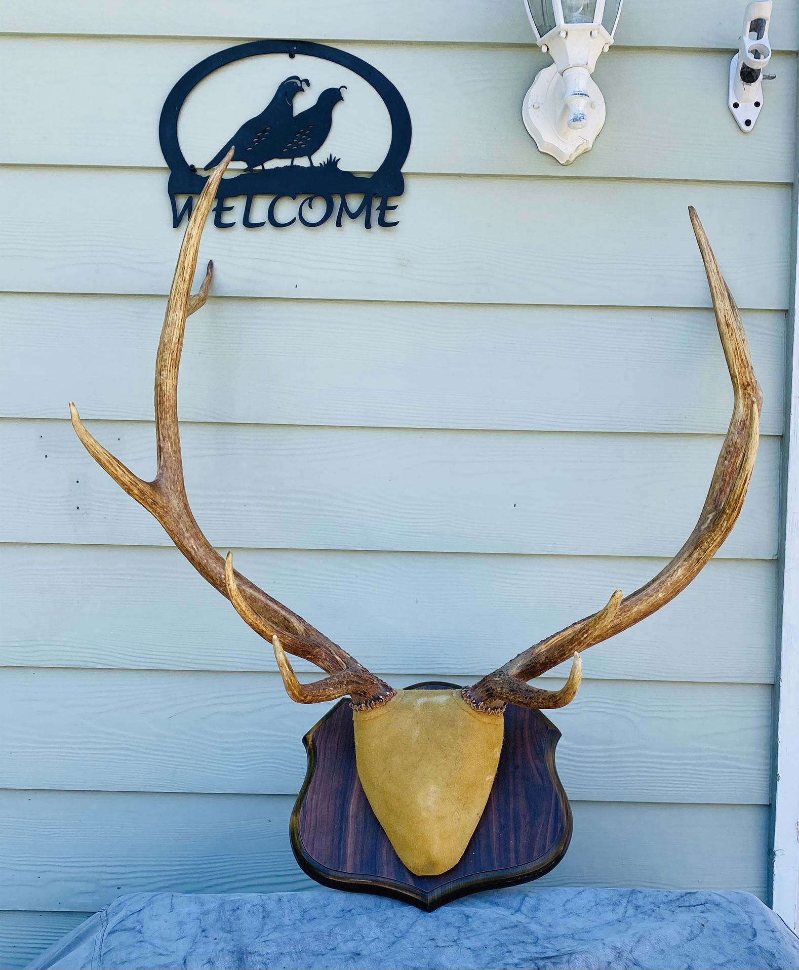 Elk Horn Mount