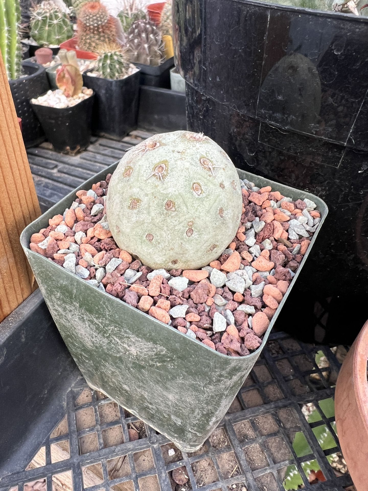 Tephrocactus geometricus - Golfball / Snowman cactus - 4inch Pot - One Ball