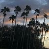 The Floridian