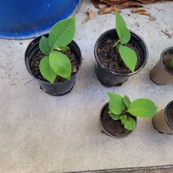 Cherimoya Fruit Plant