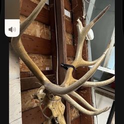 Elk Skull Mount Cabin Mountain Decor 