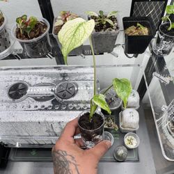 Monstera Deliciosa White Monster High Var 