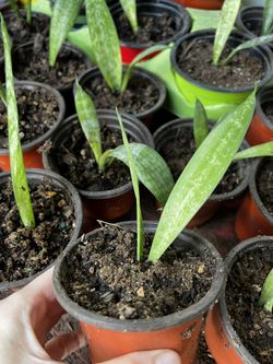 $3  baby Snake Plants Each Or  2 For $5