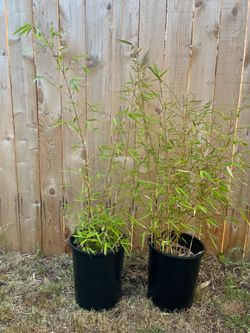 Clumping bamboo in 5 gallons
