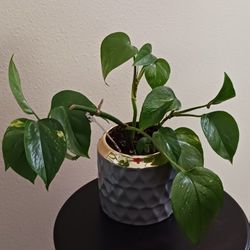 3 Ceramic Pots With Plant