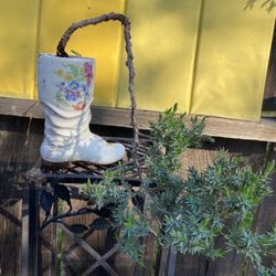 Bonsai Plant For Sale $25 Each