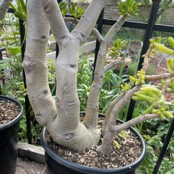 Pre Bonsai and Bonsai Plants and Trees