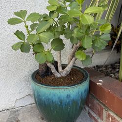 cyphostemma cirrhosum