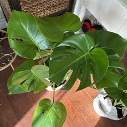 Medium / Large Monstera Plant 