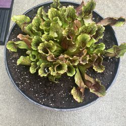 Carnivorous Plant- Mini Bog