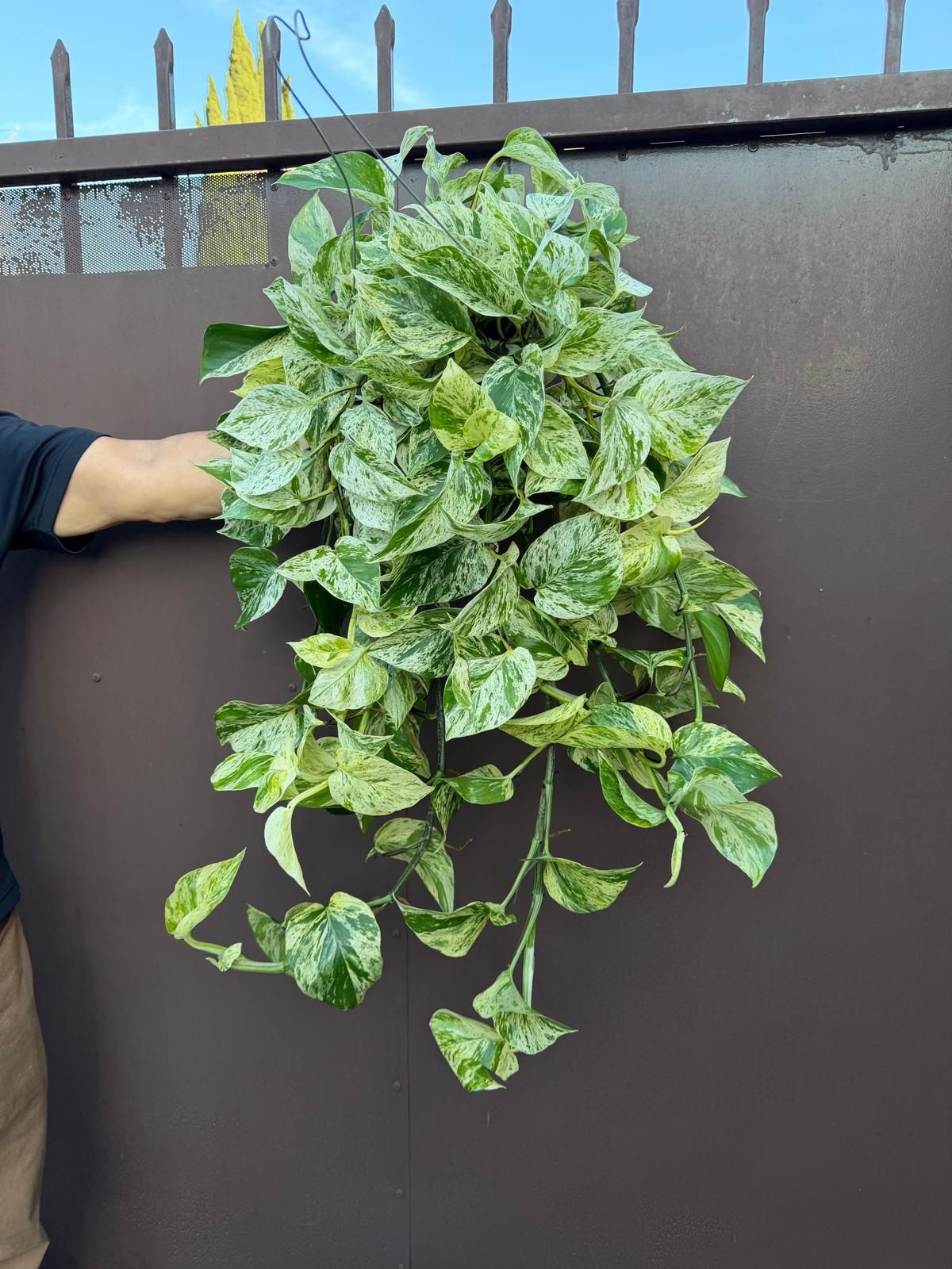 6” snow queen pothos