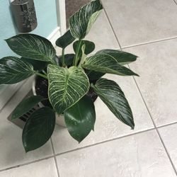 Plant