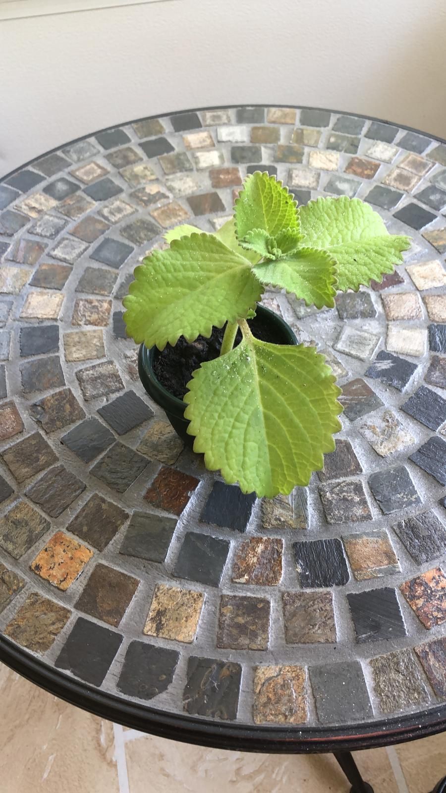 Oregano