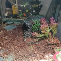 Pacman Frog Habitat 