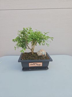 JAPANESE BOXWOOD BONSAI