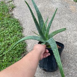 Aloe Vera plant - 5$