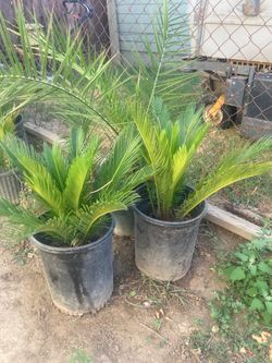 Sago palms
